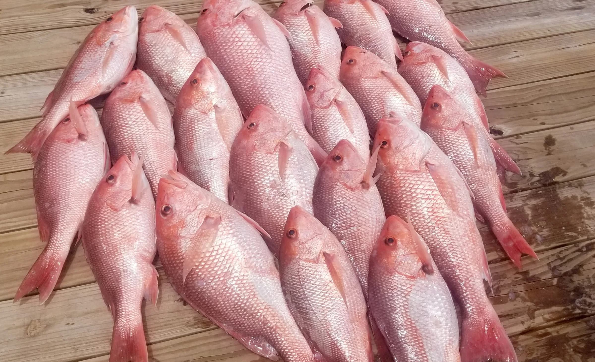 How We Source Gulf Seafood for Your Dinner